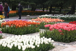 春天  公园  花开  百花齐