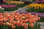 春天  花  花开  公园
