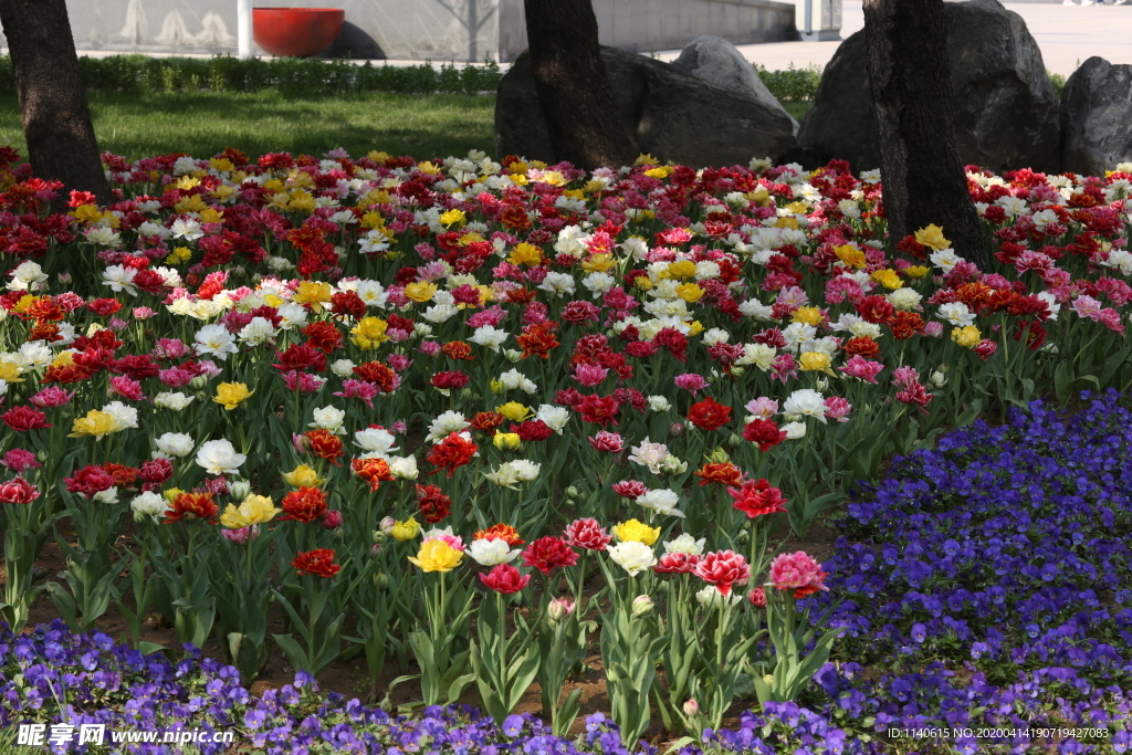 春天  花  花开  公园