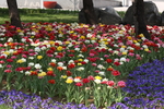 春天  花  花开  公园