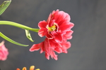 春天  花  花开  公园