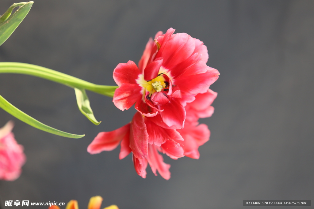 春天  花  花开  公园