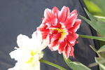 春天  花  花开  公园