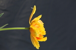 春天  花开  花红柳绿  百
