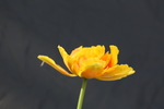 春天  花开  花红柳绿  百