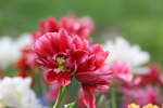 春天  花开  花红柳绿  百