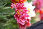 春天  花开  花红柳绿  百