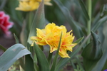 春天  花开  花红柳绿  百