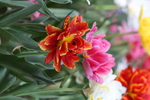 春天  花开  花红柳绿  百