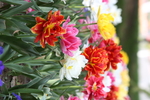 春天  花开  花红柳绿  百