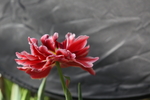 春天  花开  百花齐放  公