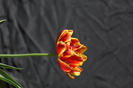春天  花开  花红柳绿  百