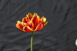 春天  花开  花红柳绿  百