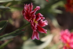 春天  花开  花红柳绿  百