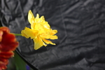 春天  花开  花红柳绿  百