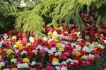 春天  花开  百花齐放  公