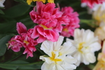 春天  花开  花红柳绿  百