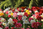春天  花开  百花齐放  公