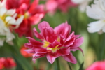 春天  花开  花红柳绿  百