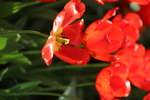 春天  花开  百花齐放  公