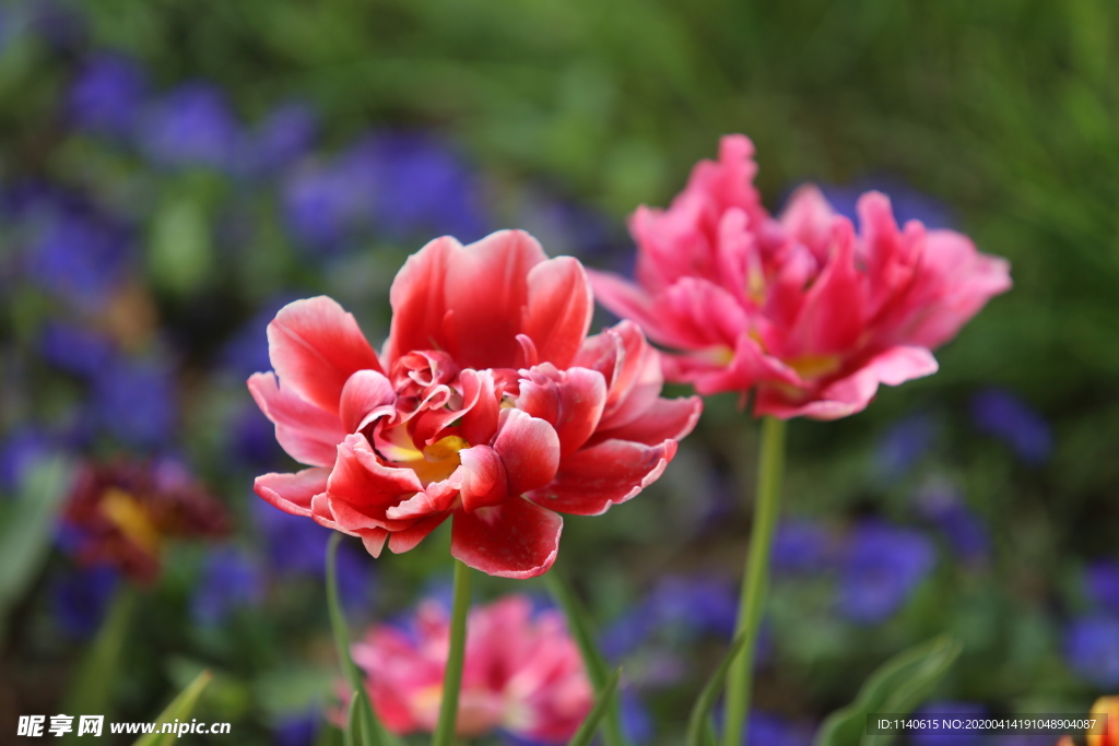 春天  花开  百花齐放  公