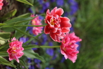 春天  花开  百花齐放  公