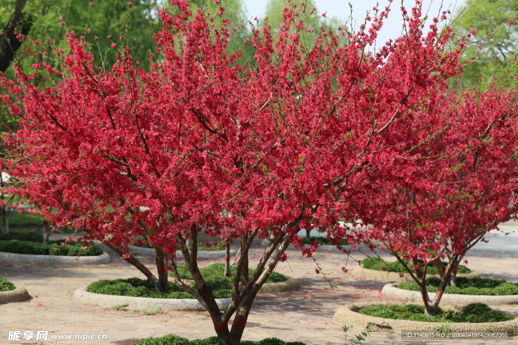 春天  花开  百花齐放  公