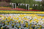 春天  花开  百花齐放  公