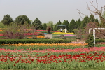 春天  花开  百花齐放  公