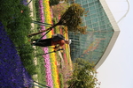 春天  花开  百花齐放  公