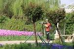 春天  花开  百花齐放  公