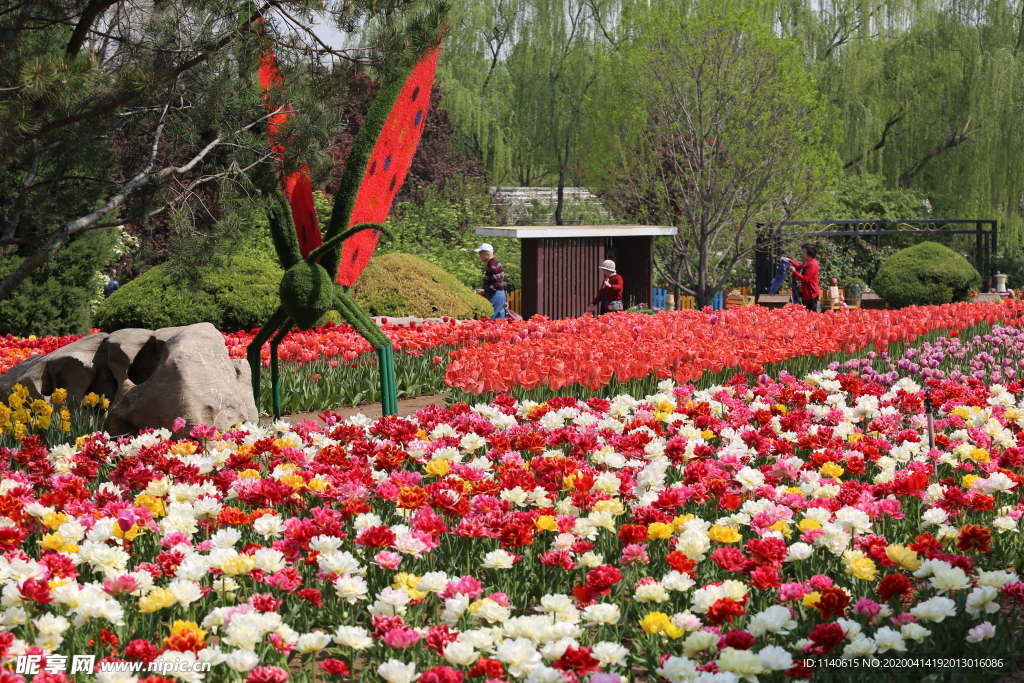 春天  公园  百花齐放  百