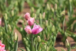 春天  公园  百花齐放  百