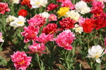 春天  公园  百花齐放  百