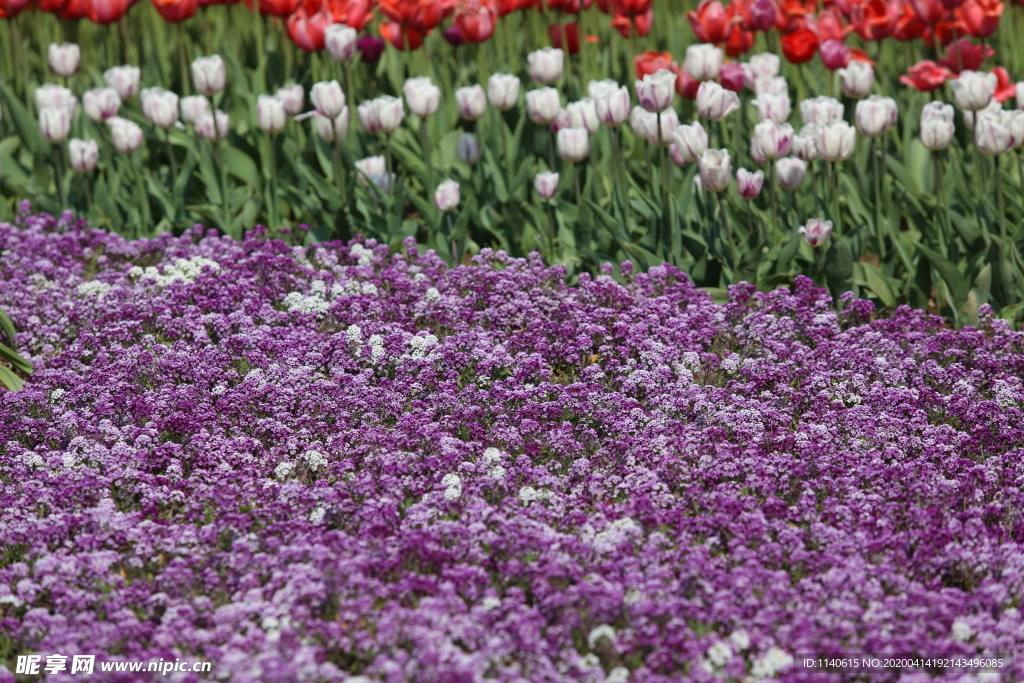 春天  公园  百花齐放  百