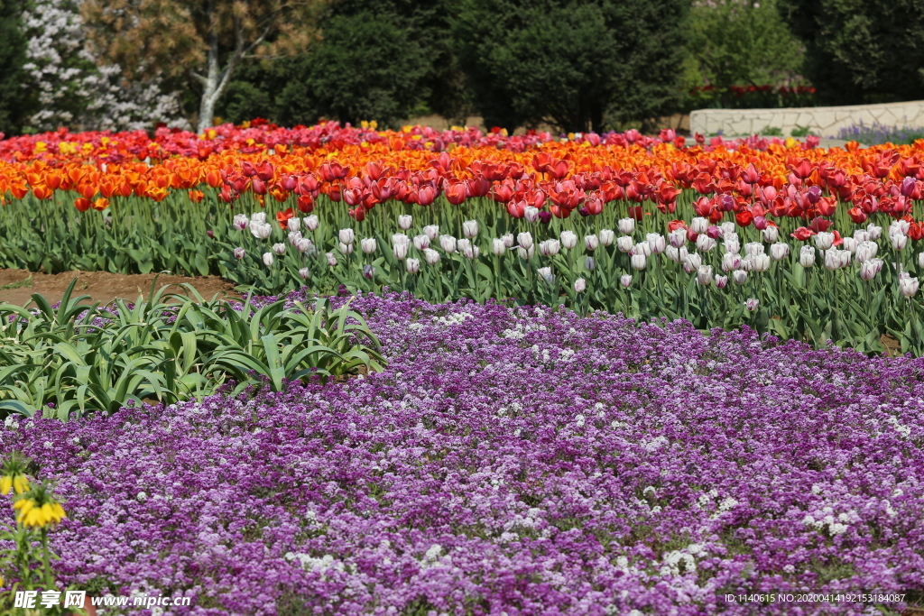 春天  公园  百花齐放  百