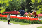 花  花草  春天  百花争艳