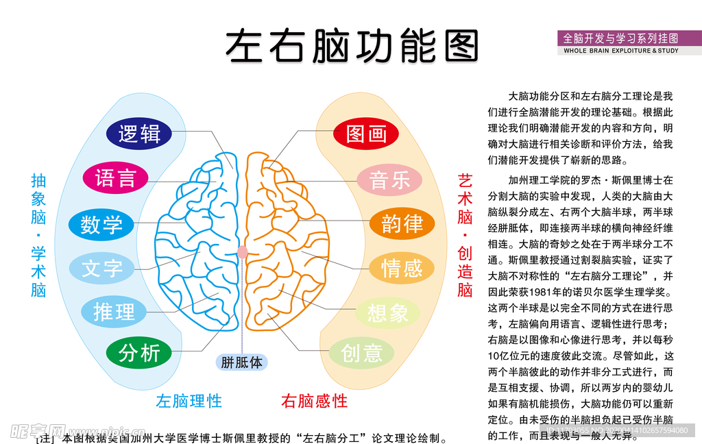 左右脑功能图