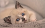 黄色小猫宠物猫咪背景