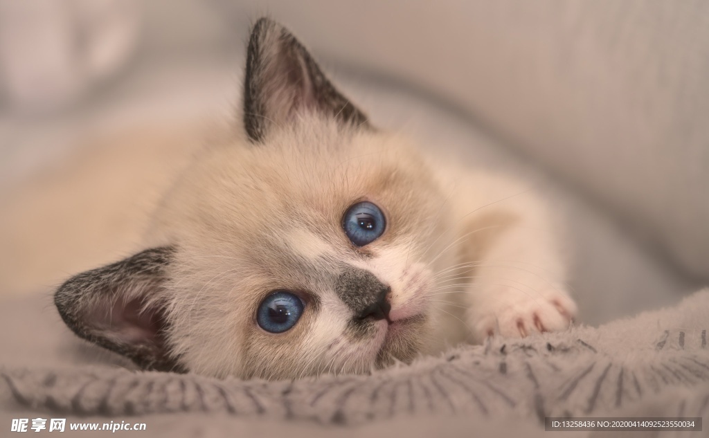 黄色小猫宠物猫咪背景