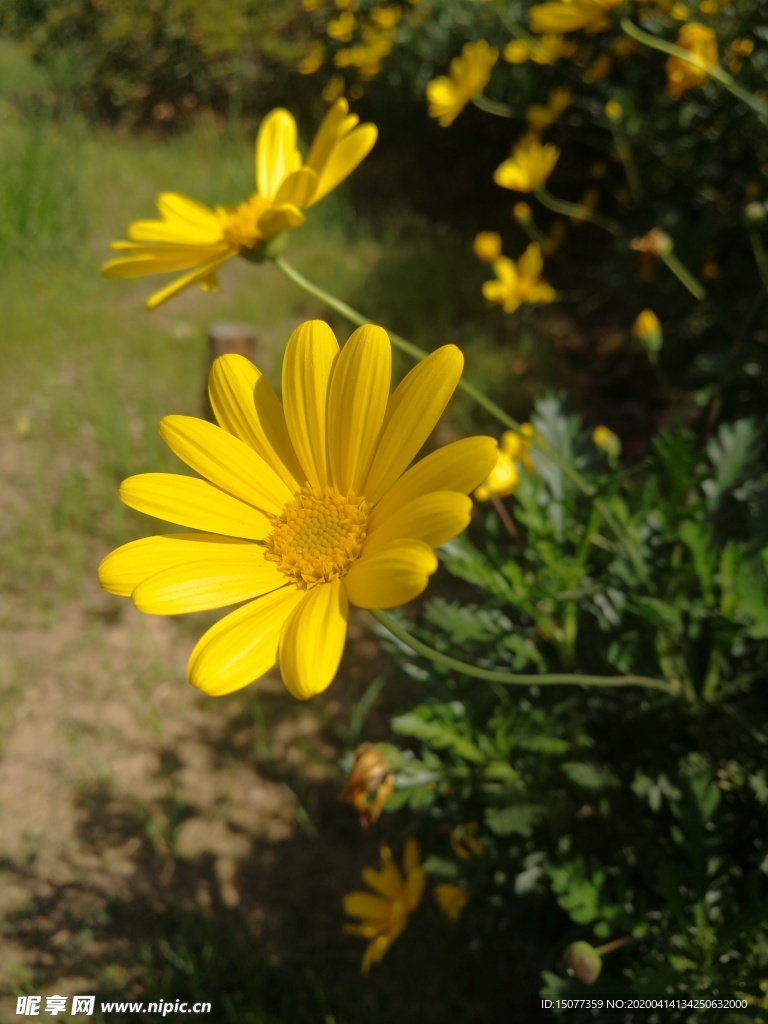 花