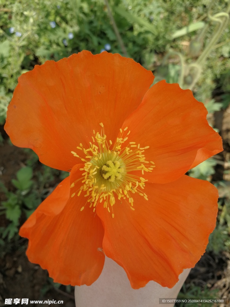 花