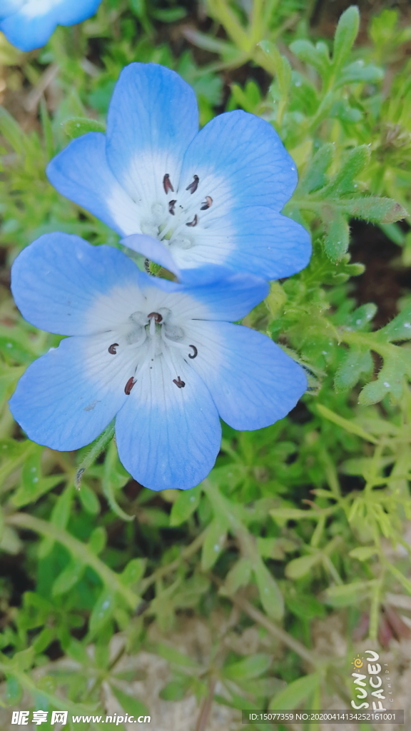 花