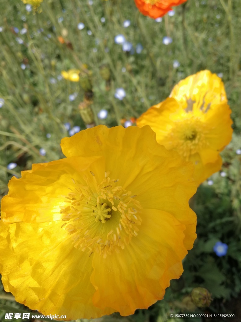花