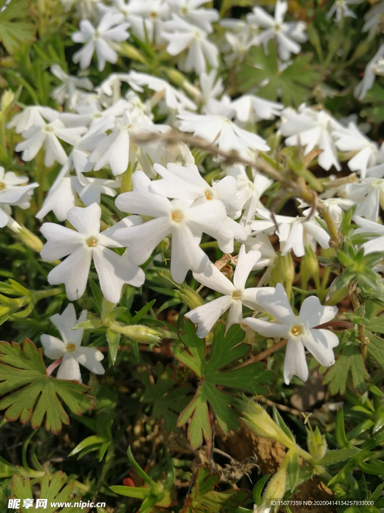 花