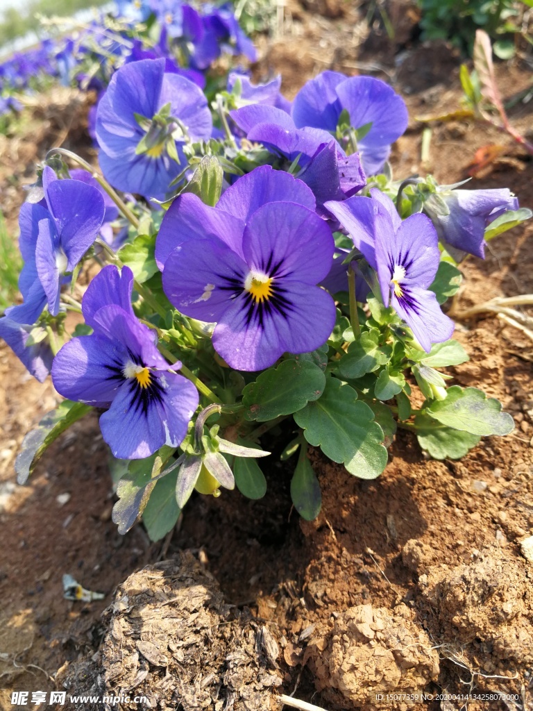 花
