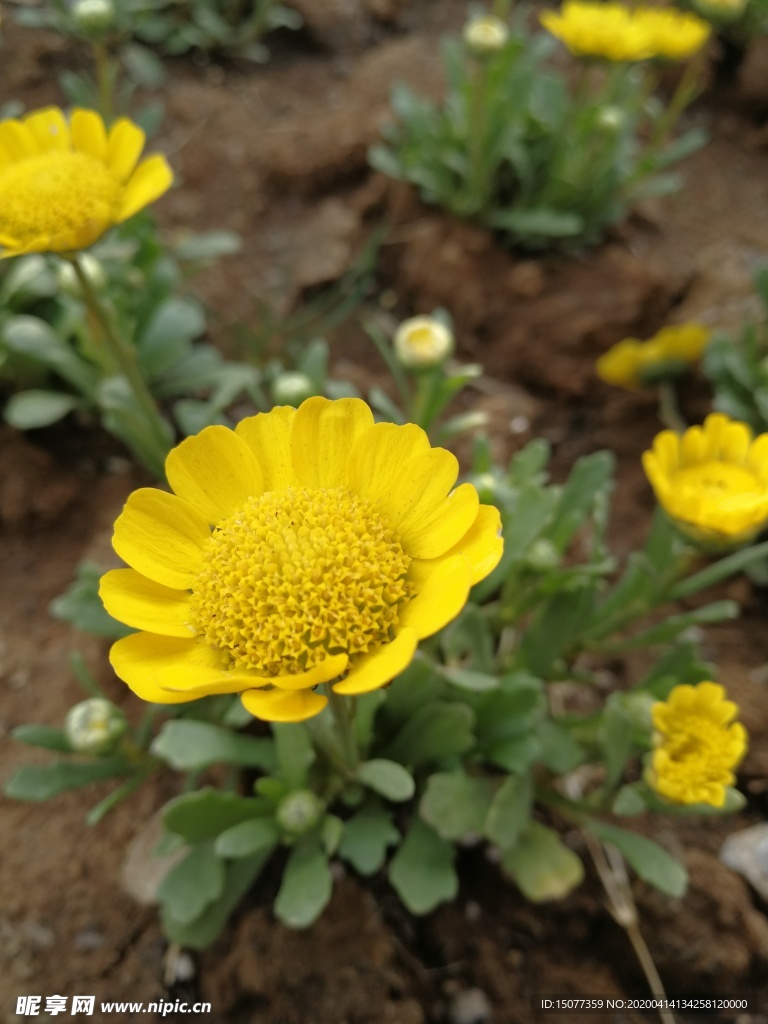花