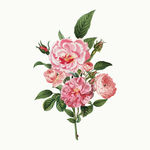 花纹