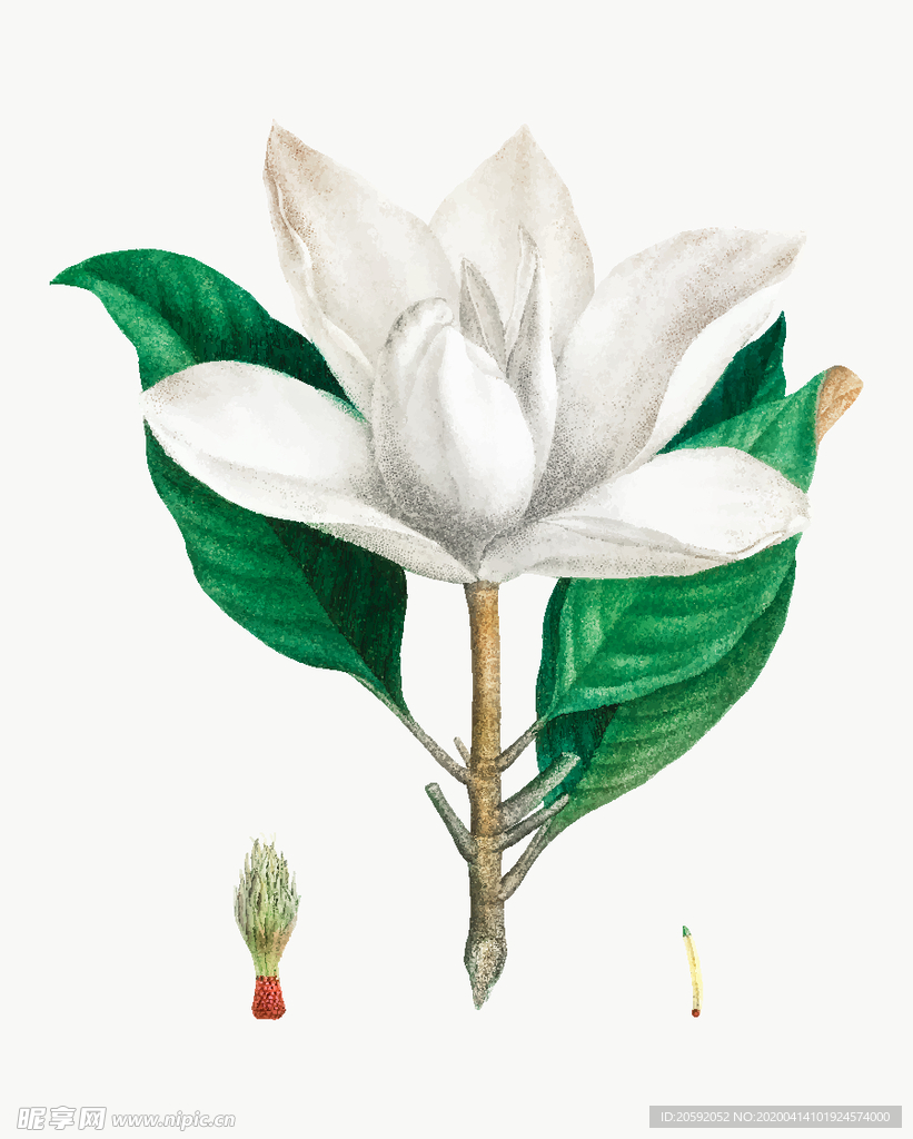 花纹