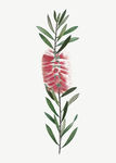 花纹